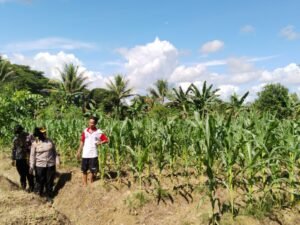 Pengecekan Tanaman Jagung dan Kacang Tanah di Lahan Ketahanan Pangan Polres Mimika
