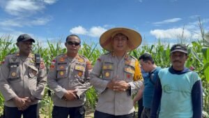 Diakhir Masa Jabatan, Kapolresta Victor Mackbon Panen Lahan Ketahanan Pangan