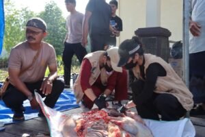 Kapolres Asmat Polda Papua Pimpin Langsung Penyembelihan Hewan Qurban