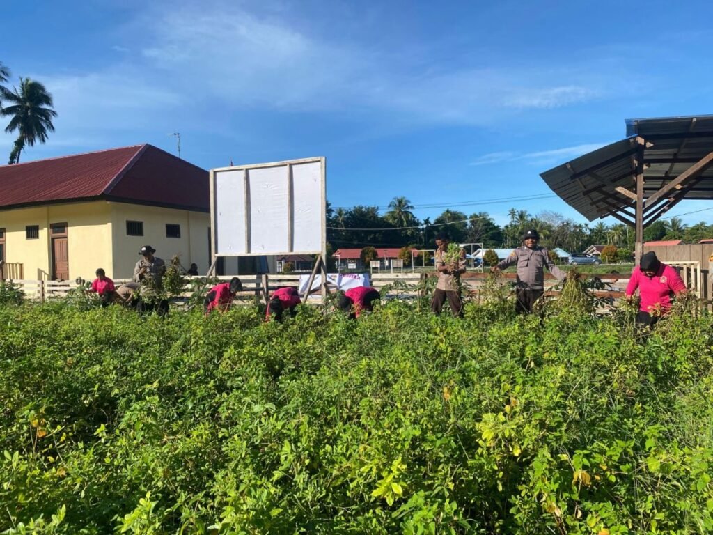 Dukung Ketahanan Pangan Nasional, Kapolsek Pantai Timur Panen Kacang Tanah dan Jagung