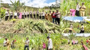 Polsek Kelila Gelar Panen Raya Jagung untuk Mendukung Ketahanan Pangan Nasional