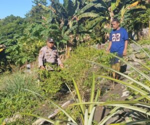 Polsek Lokas Kembangkan Ketahanan Pangan Melalui Program Pekarangan Pangan Lestari (P2L)