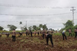 ‎Dukung Ketahanan Pangan Nasional, Polres Mappi Buka lahan Jagung