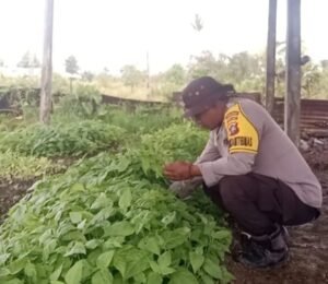 Polri Dukung Ketahanan Pangan: Bhabinkamtibmas Bomberay Dampingi Petani Tanam Cabai Unggul