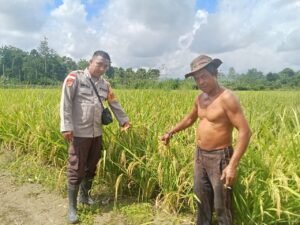 Lakukan Pengecekan Lahan Padi Dan Jagung, Bhabinkamtibmas Aktif Dukung Ketahanan Pangan