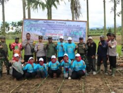 Dukung Ketahanan Pangan, Kelompok Tani Binaan Sat Binmas Polres Keerom Lakukan Penanaman Bibit Jagung dan Padi