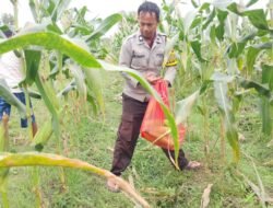 Bukan Hanya Jaga Keamanan, Polsek KPL Merauke Panen Jagung Manis dari Lahan P2L