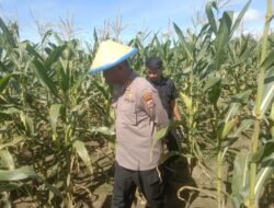 Kapolresta Jayapura Kota Pimpin Panen Jagung di Koya Barat, Dukung Ketahanan Pangan Lokal