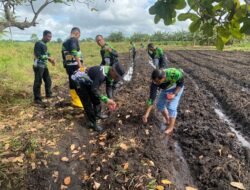 Polsek Merauke Kota Dukung Program Ketahanan Pangan melalui Penanaman Jagung