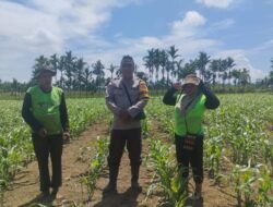 Sinergi Bhabinkamtibmas, PPL dan Petani, Ciptakan Ketahanan Pangan di Kampung Yeeti