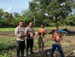 Polres Teluk Bintuni Berikan Bantuan Bibit Jagung Bertongkol Dua
