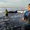 Satgasmar Pulau Nusa Barung Selamatkan Hiu Paus yang Terdampar di Pantai Pancer