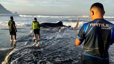 Satgasmar Pulau Nusa Barung Selamatkan Hiu Paus yang Terdampar di Pantai Pancer