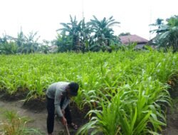 Polsek Sota Laksanakan Monitoring Tanaman Jagung, Dukung Program Ketahanan Pangan