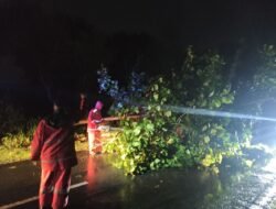 Tanggap Cepat Samapta Polda Papua Atasi Pohon Tumbang di Belakang RS Bhayangkara
