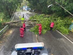 Tim SAR Ditsamapta Polda Papua Tangani Pohon Tumbang di Tanjakan Pospol Lantas Vihara Skeylen