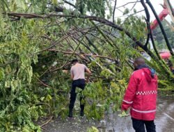 Tim SAR Direktorat Samapta Polda Papua Bersihkan Pohon Tumbang di Depan GOR Jayapura