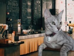 Kucing Bayi Terlantar di kota jayapura dan Diadopsi oleh Wanita Baik Hati