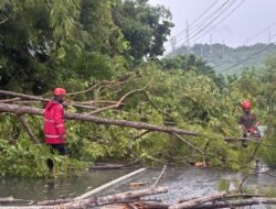 Ditsamapta polda papua lakukan pembersihan pohon tumbang di sejumlah titik kota jayapura