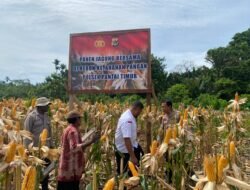 Polsek Pantai Timur Gelar Panen Jagung Bersama Masyarakat Dukung Ketahanan Pangan di Kabupaten Sarmi
