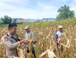 Perkuat Ketahanan Pangan, Bhabinkamtibmas Briptu Sabri Dampingi Warga Macuan Saat Panen Jagung