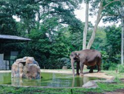 Pemkot Bandung Tegaskan Pemberian Pakan Satwa Bonbin Bandung Kewajiban Kementerian Kehutanan