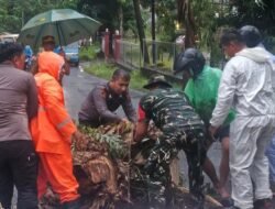 Bantu Tangani Pohon Tumbang Yang Menutupi Akses Jalan Utama, Koramil 1310-04/Dimembe Gerak Cepat