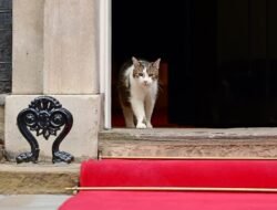 Kembali ke Downing Street, Presiden Prabowo “Disambut” Larry the Cat