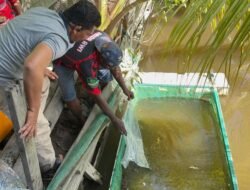 Bantu Dongkrak Ekonomi, Polres Asmat Salurkan Ribuan Bibit Ikan Nila dan Lele