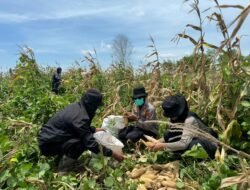 Polsek Merauke Kota Dukung Ketahanan Pangan, Panen Jagung di Kampung Semangga Jaya