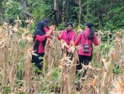 Dari Ladang Jagung, Polri Menjawab Instruksi Presiden: Fakfak Barat Panen untuk Ketahanan Pangan