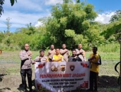 Polsek Sentani Timur Tanam Jagung Manis, Dukung Ketahanan Pangan Nasional