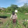 Polsek Nimbokrang Rawat Tanaman Jagung, Wujud Nyata Dukungan Ketahanan Pangan