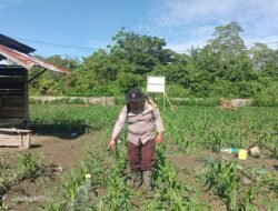 Polsek Nimbokrang Rawat Tanaman Jagung, Wujud Nyata Dukungan Ketahanan Pangan