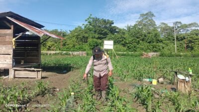 Polsek Nimbokrang Rawat Tanaman Jagung, Wujud Nyata Dukungan Ketahanan Pangan