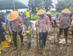 Polres Jayapura dan Kelompok Tani Namblong Tanam Jagung, Wujud Nyata Dukung Ketahanan Pangan