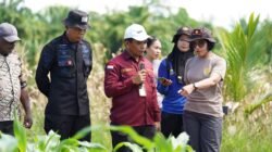 Wakapolda Papua Barat dan Kepala BRMP Optimalkan Pengembangan Benih Jagung untuk Ketahanan Pangan Papua Barat