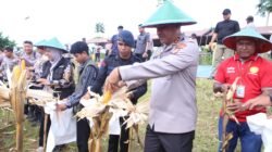Polda Papua Barat Gelar Panen Raya Jagung, Dukung Swasembada Pangan Nasional