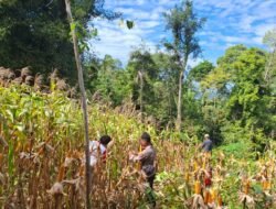 Sinergi Polri dan Petani Berbuah Hasil, Jagung Hibrida Wurkendik Berhasil Dipanen