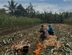 Wujud Nyata Dukung Ketahanan Pangan, Bhabinkamtibmas Banjar Ausoy Turun Langsung Bantu Warga Panen Jagung
